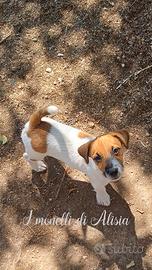 Cucciolo di jack russell terrier con pedigree