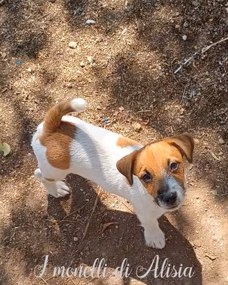 Cucciolo di jack russell terrier con pedigree