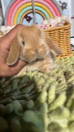 Cuccioli coniglio ariete nano fulvi disponibili