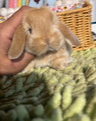 Cuccioli coniglio ariete nano fulvi disponibili