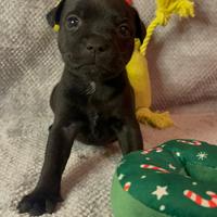 Staffordshire Bull Terrier