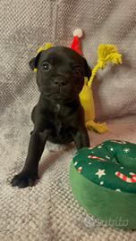 Staffordshire Bull Terrier