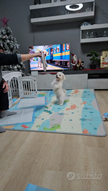 Cucciolo 2/3 mesi Bichon