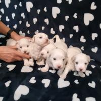 Cuccioli di maltese