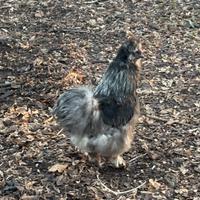 Gallo Moroseta