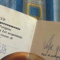 Pelliccia volpe di Groenlandia