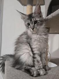 Maine coon cuccioli 3 mesi Pedigree compagnia 