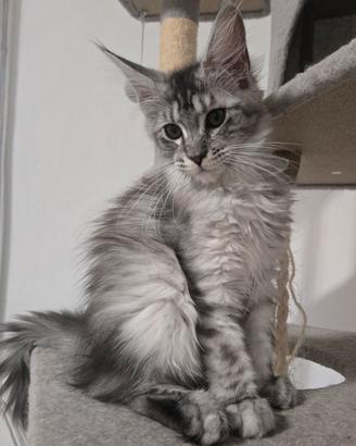Maine coon cuccioli 3 mesi Pedigree compagnia 