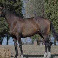 Cavalla Holsteiner 2006