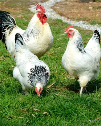 Galline ornamentali Sussex