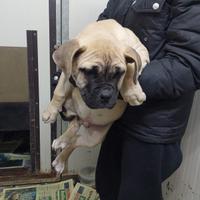 American bully maschio disponibile