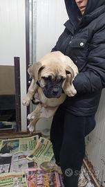 American bully maschio disponibile