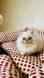 Cucciolo gatto persiano Red Tabby Point