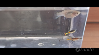 Endler(poecilia wingei) black orchid cumaná