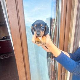 Cuccioli di bassotto nero focato