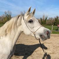 Fattrice purosangue arabo