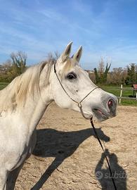 Fattrice purosangue arabo