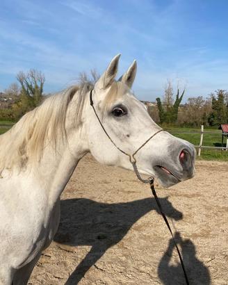 Fattrice purosangue arabo