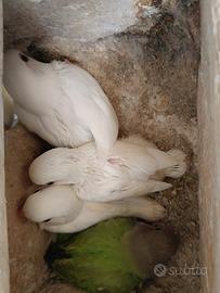 Inseparabili