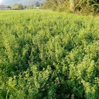 Rotaballe di erba medica