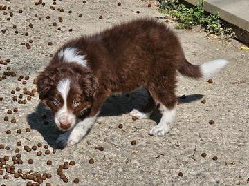 border collie cucciolo cioccolato 