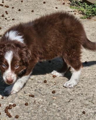 border collie cucciolo cioccolato 
