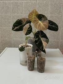 Alocasia Black Velvet