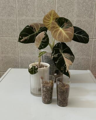Alocasia Black Velvet