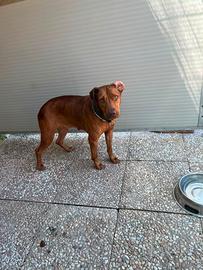 Pittbull femmina