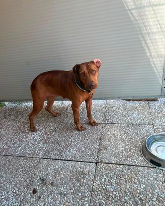 Pittbull femmina