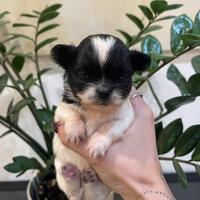 Cuccioli chihuahua