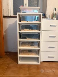 rack serpenti