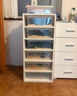rack serpenti