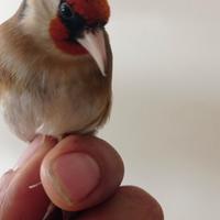 Cardellini nostrani maschi