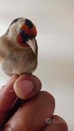 Cardellini nostrani maschi