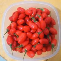 Bacche di goji