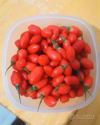 Bacche di goji