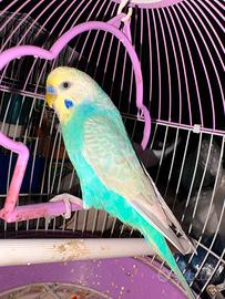 cocorito rainbow ex  allevato a mano 