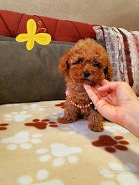 Cuccioli barboncini mini toy mascbietti femminucce