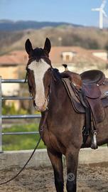 Cavallo