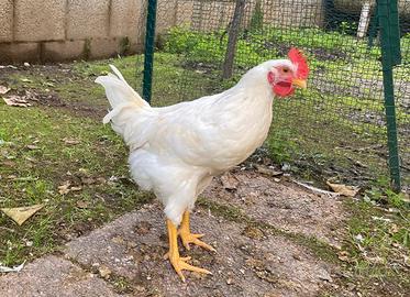 Gallo livornese