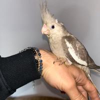 Calopsite allevate a mano