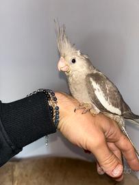 Calopsite allevate a mano