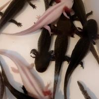 Ambystoma mexicanum axolotl