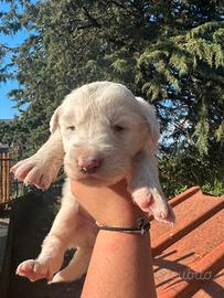 Cucciolo pastore maremmano