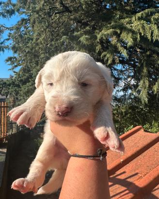 Cucciolo pastore maremmano