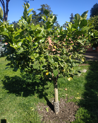 Limone quattro stagioni