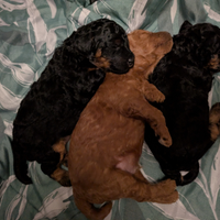 Cuccioli Barboni nano