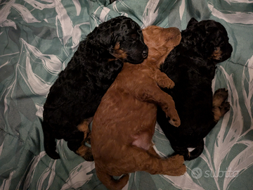 Cuccioli Barboni nano