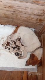 Jack Russel
